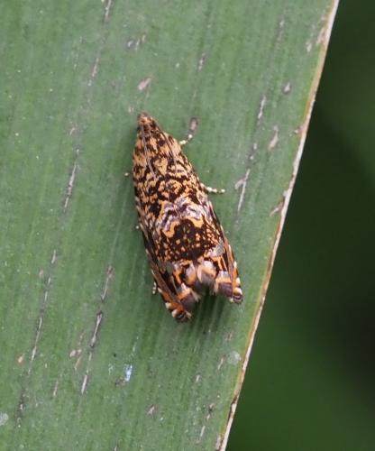 Enarmonia formosana